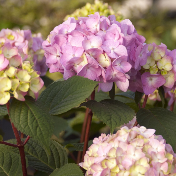 5132_042203_Hydrangea_macrophylla_Endless_Summer®_BLOOMSTAR_(2)[1].png